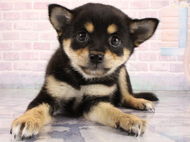京都府のハーフ犬・ミックス犬 (Coo&RIKU京都河原町店/2026年6月19日生まれ/女の子/ブラックタンホワイト)の子犬の2枚目の画像