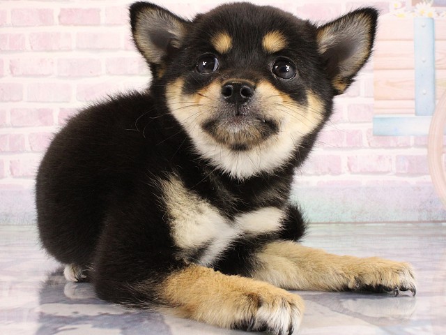 京都府のハーフ犬・ミックス犬 (Coo&RIKU京都河原町店/2026年6月19日生まれ/女の子/ブラックタンホワイト)の子犬の3枚目の画像