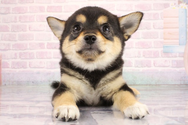 京都府のハーフ犬・ミックス犬 (Coo&RIKU京都店/2026年6月19日生まれ/女の子/ブラックタンホワイト)の子犬の1枚目の画像