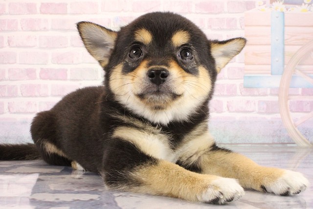 京都府のハーフ犬・ミックス犬 (Coo&RIKU京都店/2026年6月19日生まれ/女の子/ブラックタンホワイト)の子犬の2枚目の画像