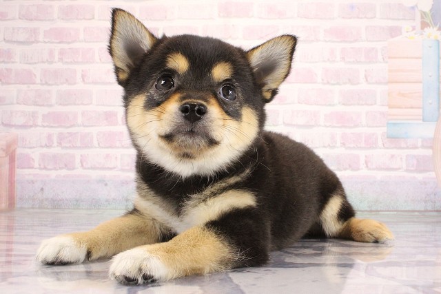 京都府のハーフ犬・ミックス犬 (Coo&RIKU京都店/2026年6月19日生まれ/女の子/ブラックタンホワイト)の子犬の3枚目の画像