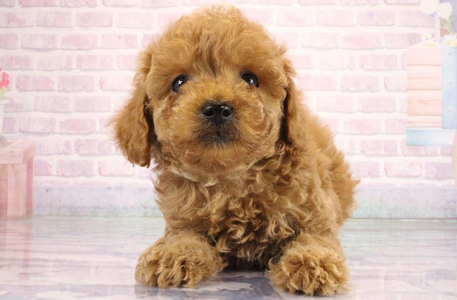 大阪府のトイプードル(トイ) (Coo&RIKU松原店/2026年6月18日生まれ/男の子/オレンジフォーン)の子犬の1枚目の画像