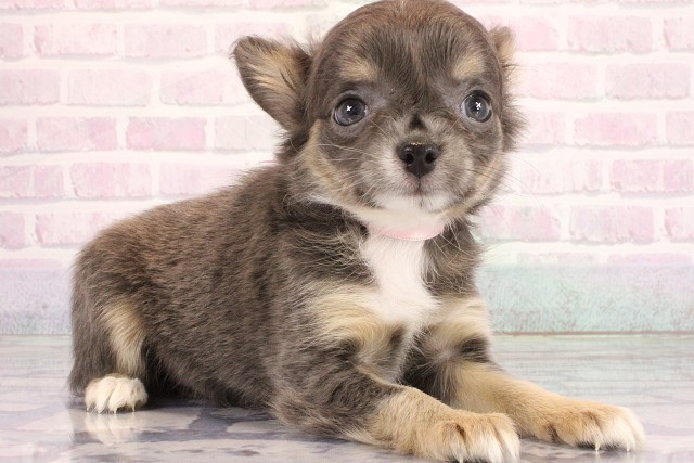 兵庫県のチワワ(ロング) (Coo&RIKU尼崎店/2026年6月18日生まれ/女の子/ブルータンホワイト)の子犬の1枚目の画像