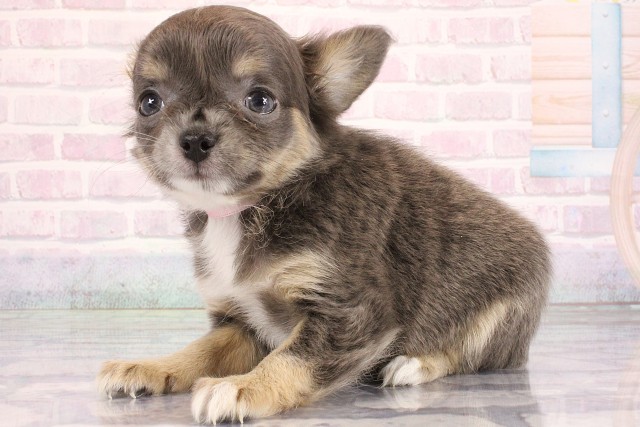 兵庫県のチワワ(ロング) (Coo&RIKU尼崎店/2026年6月18日生まれ/女の子/ブルータンホワイト)の子犬の3枚目の画像
