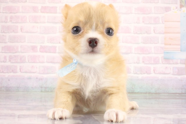 大阪府のチワワ(ロング) (Coo&RIKU高槻店/2026年6月18日生まれ/男の子/レッドホワイト)の子犬の1枚目の画像