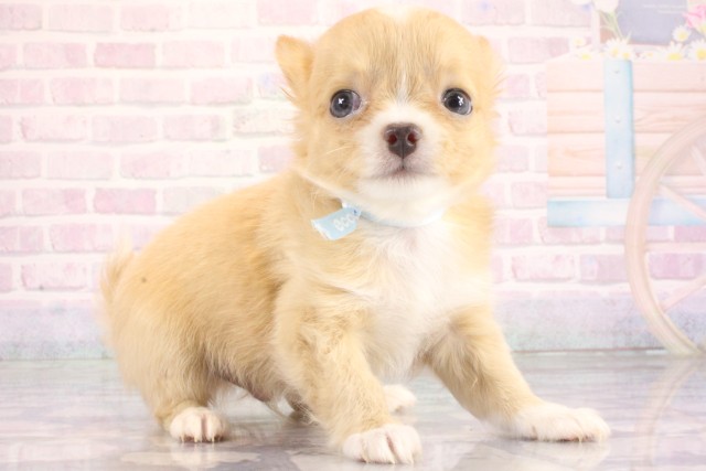 大阪府のチワワ(ロング) (Coo&RIKU高槻店/2026年6月18日生まれ/男の子/レッドホワイト)の子犬の2枚目の画像