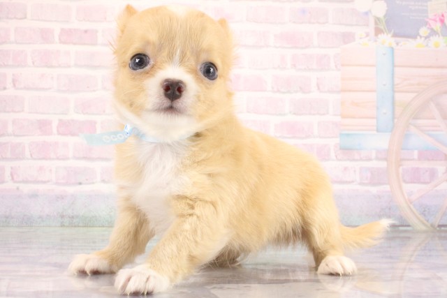 大阪府のチワワ(ロング) (Coo&RIKU高槻店/2026年6月18日生まれ/男の子/レッドホワイト)の子犬の3枚目の画像