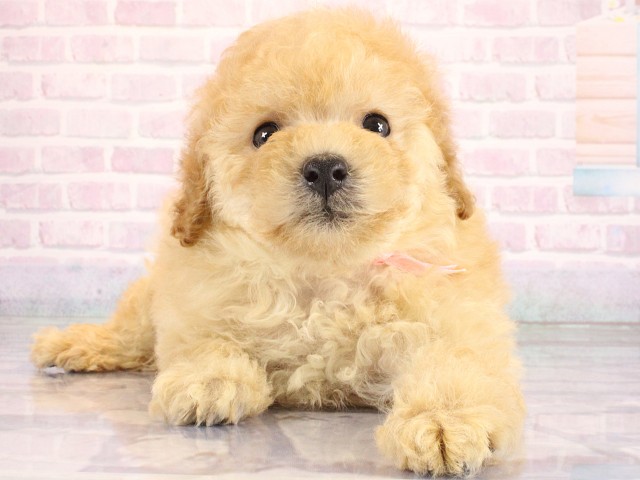 兵庫県のトイプードル(トイ) (Coo&RIKU尼崎店/2026年6月21日生まれ/男の子/アプリコット)の子犬の1枚目の画像