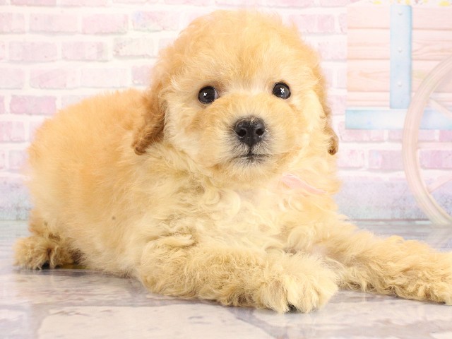 兵庫県のトイプードル(トイ) (Coo&RIKU尼崎店/2026年6月21日生まれ/男の子/アプリコット)の子犬の2枚目の画像