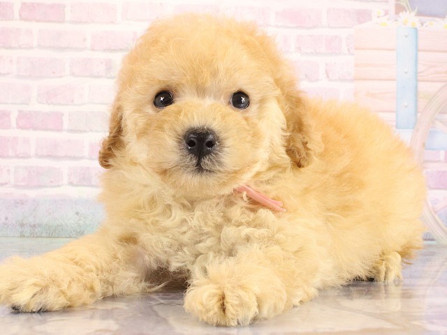 兵庫県のトイプードル(トイ) (Coo&RIKU尼崎店/2026年6月21日生まれ/男の子/アプリコット)の子犬の3枚目の画像