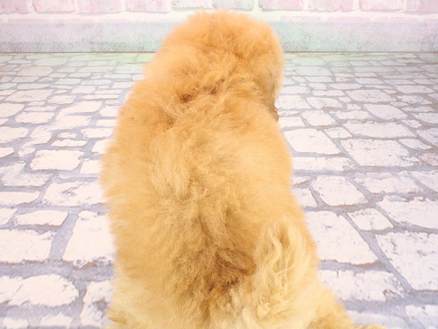 兵庫県のトイプードル(トイ) (Coo&RIKU尼崎店/2026年6月21日生まれ/男の子/アプリコット)の子犬の4枚目の画像