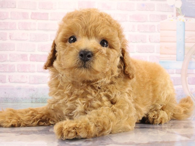 京都府のトイプードル(トイ) (Coo&RIKU京都河原町店/2026年6月21日生まれ/男の子/レッド)の子犬の3枚目の画像