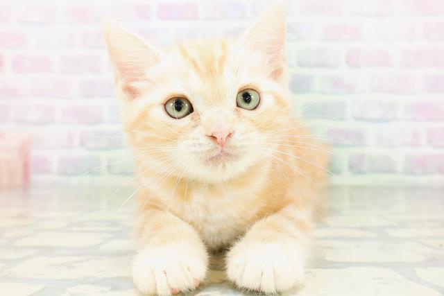 福島県のアメリカンショートヘアー (Coo&RIKUいわき店/2026年6月19日生まれ/男の子/レッドタビー)の子猫の1枚目の画像
