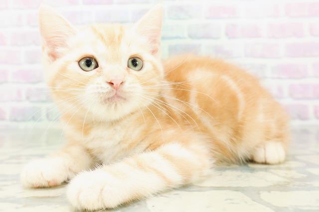 福島県のアメリカンショートヘアー (Coo&RIKUいわき店/2026年6月19日生まれ/男の子/レッドタビー)の子猫の2枚目の画像