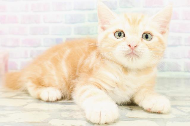 福島県のアメリカンショートヘアー (Coo&RIKUいわき店/2026年6月19日生まれ/男の子/レッドタビー)の子猫の3枚目の画像