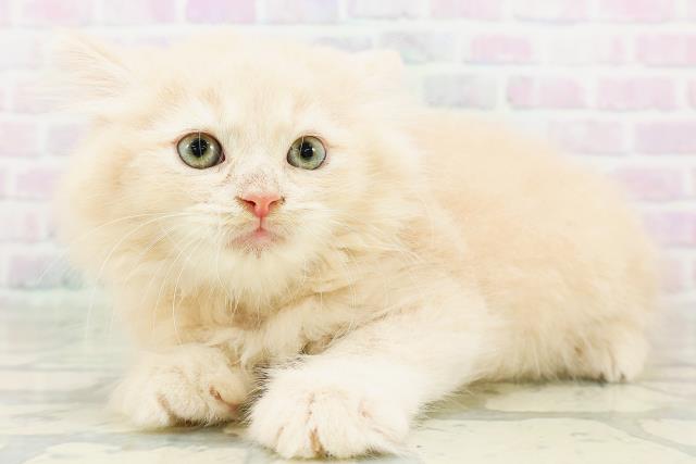 千葉県のラガマフィン (Coo&RIKU南柏店/2026年6月16日生まれ/男の子/クリームタビー)の子猫の2枚目の画像