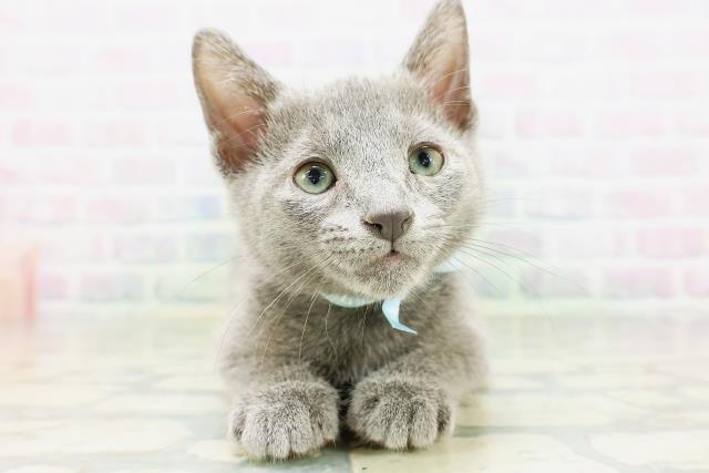 山梨県のロシアンブルー (Coo&RIKU甲府昭和通り店/2026年6月17日生まれ/男の子/ブルー)の子猫の1枚目の画像
