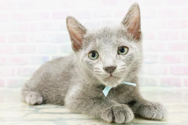 山梨県のロシアンブルー (Coo&RIKU甲府昭和通り店/2026年6月17日生まれ/男の子/ブルー)の子猫の3枚目の画像