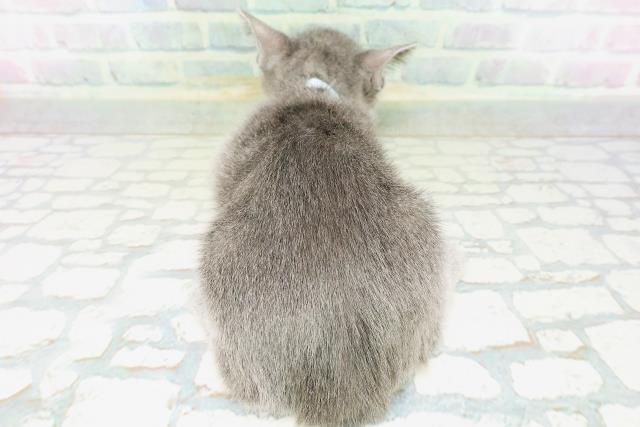 山梨県のロシアンブルー (Coo&RIKU甲府昭和通り店/2026年6月17日生まれ/男の子/ブルー)の子猫の4枚目の画像
