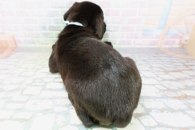 北海道のラブラドールレトリーバー (Coo&RIKU北見店/2026年6月19日生まれ/男の子/ブラック)の子犬の4枚目の画像