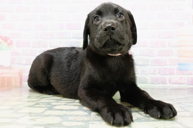 広島県のラブラドールレトリーバー (Coo&RIKU広島北店/2026年6月19日生まれ/女の子/ブラック)の子犬の3枚目の画像