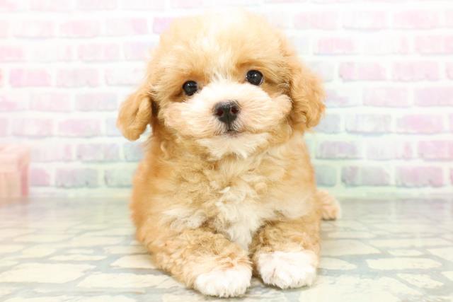 長野県のハーフ犬・ミックス犬 (Coo&RIKU松本店/2026年6月19日生まれ/女の子/アプリコットホワイト)の子犬の1枚目の画像