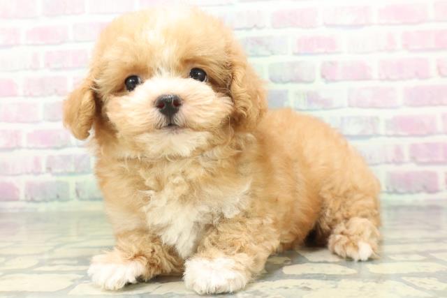 長野県のハーフ犬・ミックス犬 (Coo&RIKU松本店/2026年6月19日生まれ/女の子/アプリコットホワイト)の子犬の2枚目の画像