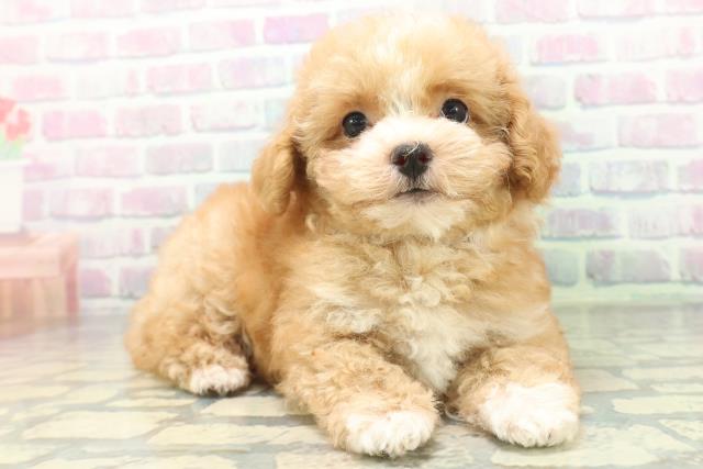 長野県のハーフ犬・ミックス犬 (Coo&RIKU松本店/2026年6月19日生まれ/女の子/アプリコットホワイト)の子犬の3枚目の画像