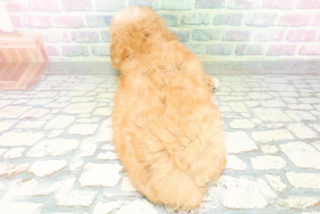 長野県のハーフ犬・ミックス犬 (Coo&RIKU松本店/2026年6月19日生まれ/女の子/アプリコットホワイト)の子犬の4枚目の画像