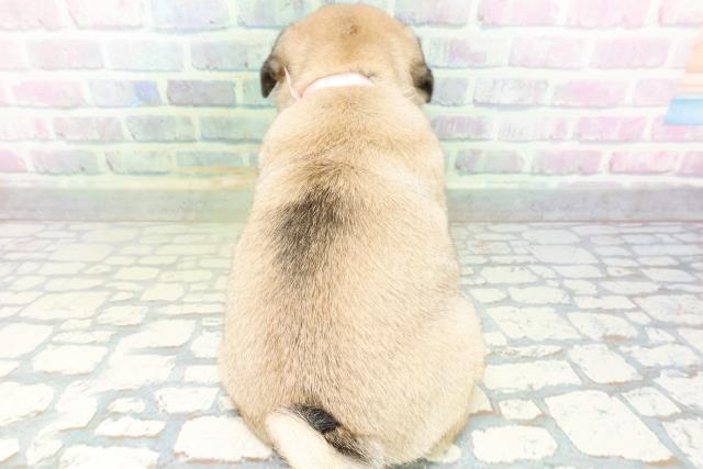 東京都のパグ (Coo&RIKU広尾店/2026年6月19日生まれ/女の子/フォーン)の子犬の4枚目の画像