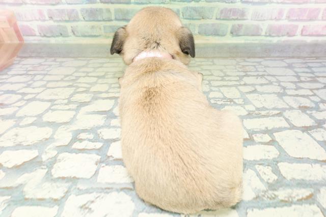 宮城県のパグ (Coo&RIKU仙台太白店/2026年6月19日生まれ/女の子/フォーン)の子犬の4枚目の画像