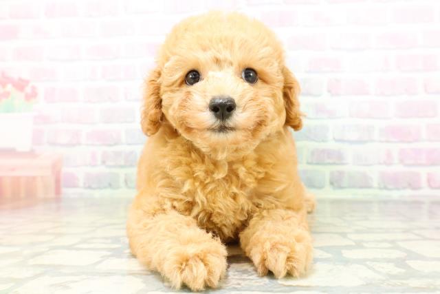 北海道のトイプードル(トイ) (Coo&RIKU室蘭店/2026年6月20日生まれ/男の子/アプリコット)の子犬の1枚目の画像