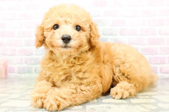 北海道のトイプードル(トイ) (Coo&RIKU室蘭店/2026年6月20日生まれ/男の子/アプリコット)の子犬の2枚目の画像