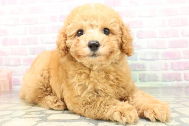 北海道のトイプードル(トイ) (Coo&RIKU室蘭店/2026年6月20日生まれ/男の子/アプリコット)の子犬の3枚目の画像