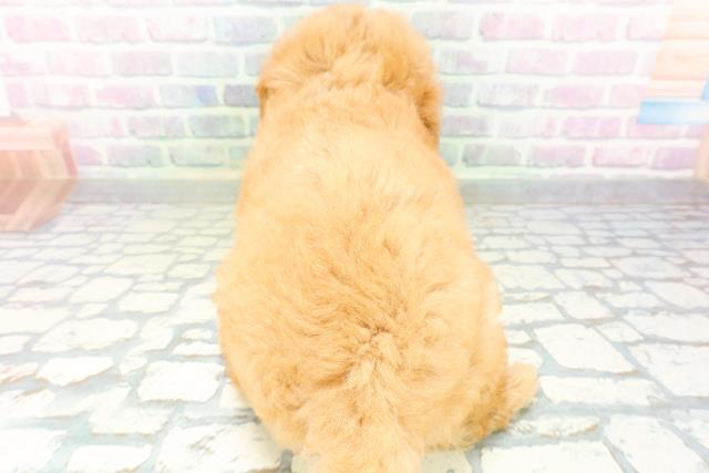 北海道のトイプードル(トイ) (Coo&RIKU室蘭店/2026年6月20日生まれ/男の子/アプリコット)の子犬の4枚目の画像
