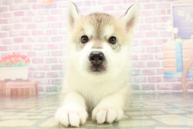 福島県のシベリアンハスキー (Coo&RIKUいわき店/2026年6月20日生まれ/男の子/シルバーホワイト)の子犬の1枚目の画像