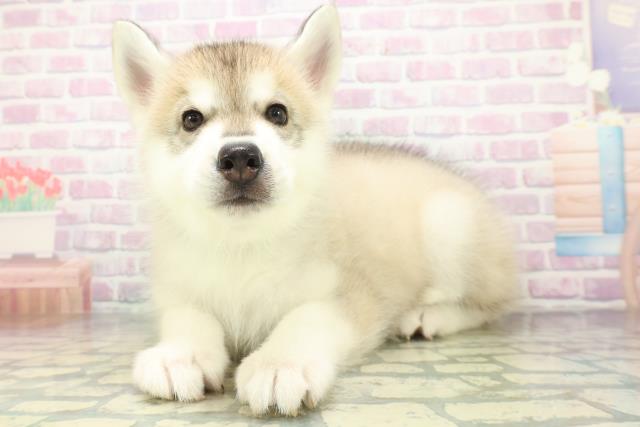 福島県のシベリアンハスキー (Coo&RIKUいわき店/2026年6月20日生まれ/男の子/シルバーホワイト)の子犬の2枚目の画像