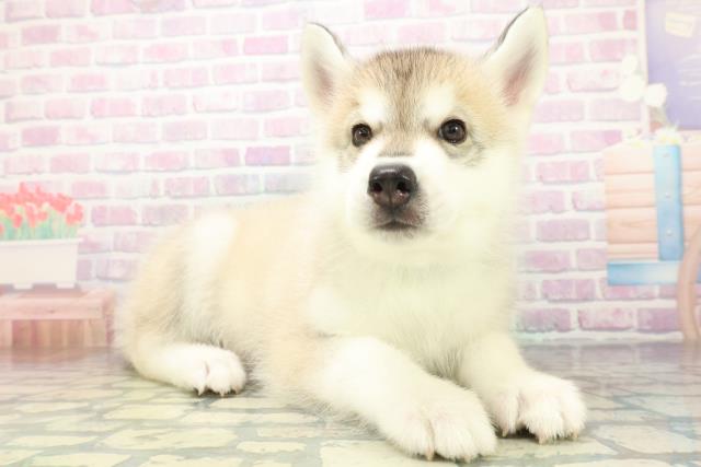 福島県のシベリアンハスキー (Coo&RIKUいわき店/2026年6月20日生まれ/男の子/シルバーホワイト)の子犬の3枚目の画像