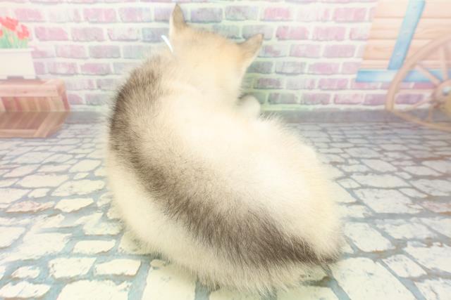 福島県のシベリアンハスキー (Coo&RIKUいわき店/2026年6月20日生まれ/男の子/シルバーホワイト)の子犬の4枚目の画像