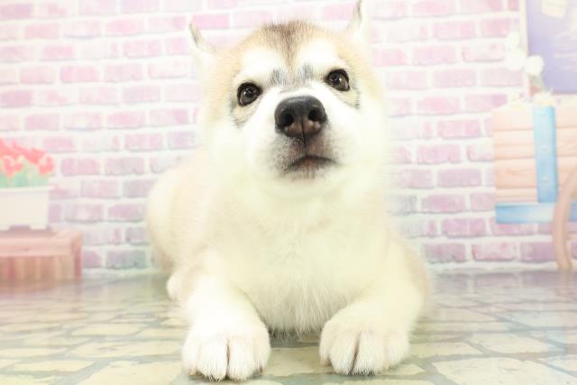 山口県のシベリアンハスキー (Coo&RIKUシーモール下関店/2026年6月20日生まれ/女の子/シルバーホワイト)の子犬の1枚目の画像