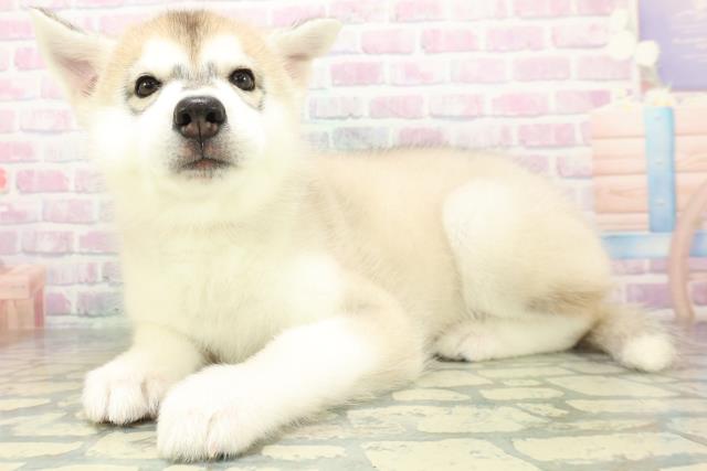 山口県のシベリアンハスキー (Coo&RIKUシーモール下関店/2026年6月20日生まれ/女の子/シルバーホワイト)の子犬の2枚目の画像