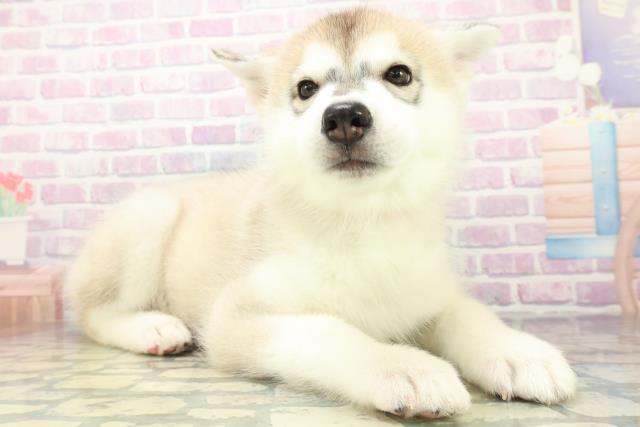 山口県のシベリアンハスキー (Coo&RIKUシーモール下関店/2026年6月20日生まれ/女の子/シルバーホワイト)の子犬の3枚目の画像