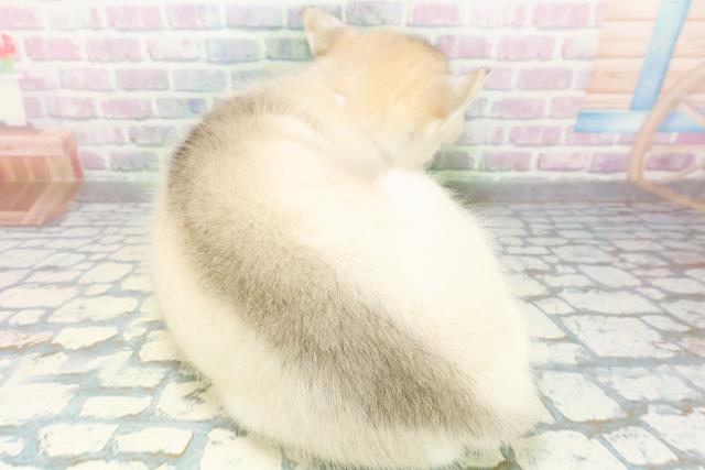 山口県のシベリアンハスキー (Coo&RIKUシーモール下関店/2026年6月20日生まれ/女の子/シルバーホワイト)の子犬の4枚目の画像