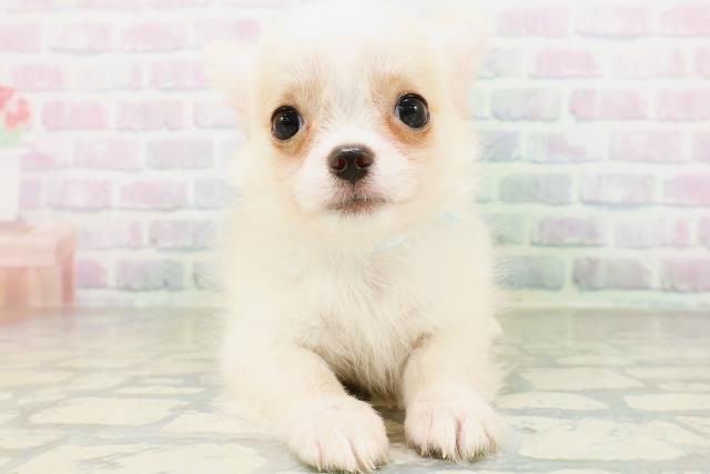 北海道のチワワ(ロング) (Coo&RIKU室蘭店/2026年6月18日生まれ/男の子/クリームホワイト)の子犬の1枚目の画像
