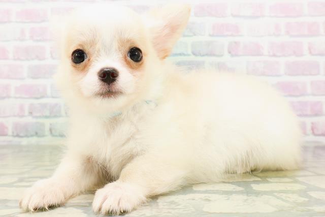 北海道のチワワ(ロング) (Coo&RIKU室蘭店/2026年6月18日生まれ/男の子/クリームホワイト)の子犬の2枚目の画像
