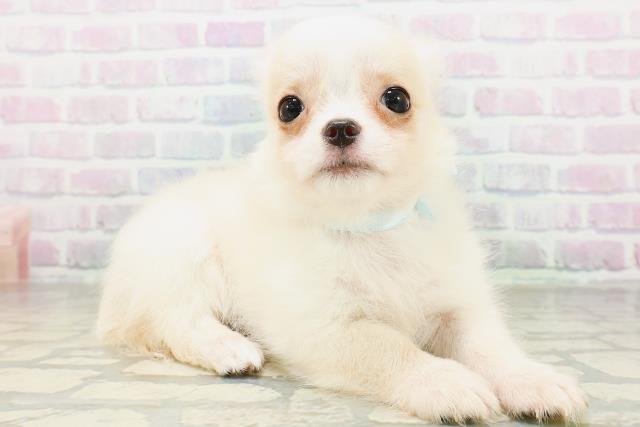 北海道のチワワ(ロング) (Coo&RIKU室蘭店/2026年6月18日生まれ/男の子/クリームホワイト)の子犬の3枚目の画像
