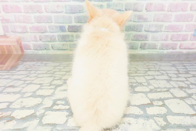北海道のチワワ(ロング) (Coo&RIKU室蘭店/2026年6月18日生まれ/男の子/クリームホワイト)の子犬の4枚目の画像