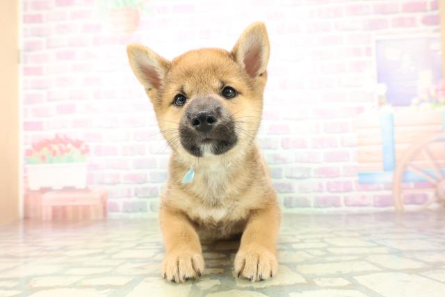 柴犬