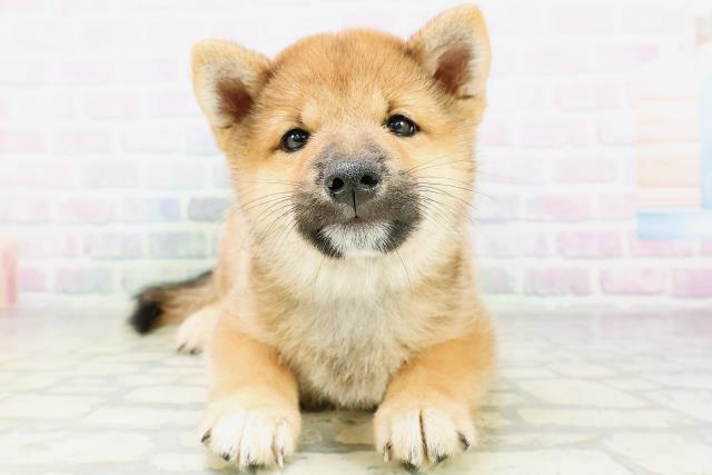 柴犬
