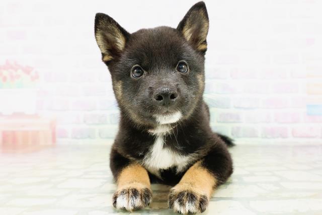 柴犬